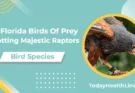 26 Florida Birds Of Prey: Spotting Majestic Raptors